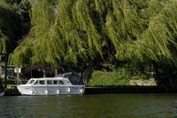Cruiser and willow tree on River Thames