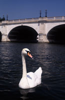 Image: Single swan on Thames before Kingston Bridge