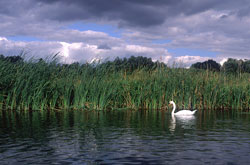 Image: Swan and reeds on the Thames at Moulsford