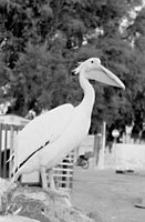 Yargo, the pelican