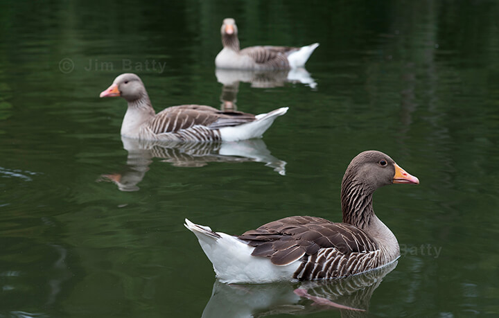 Three ducks on a calm green River Thames: one looking left, one looking right and the furthest duck in the middle looking at the viewer