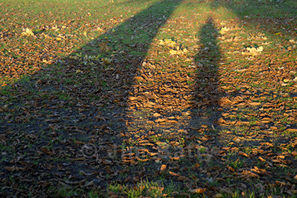 Mysterious shadow of a person and tree across ground strewn with autumn leaves