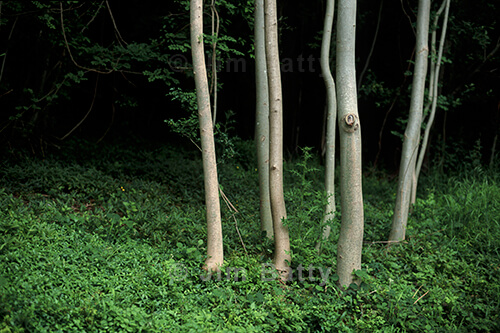A stand of six sinuous ash trees against a mysterious dark wood background