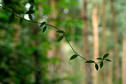 Curving branch with a few green leaves against out-of-focus tall trees of a background coniferous wood