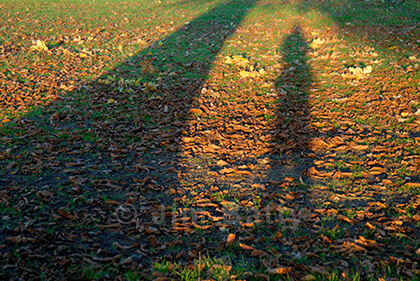 Tall silhouette shadow of a tree and a standing person in late afternoon light cast across scattered leaves.
