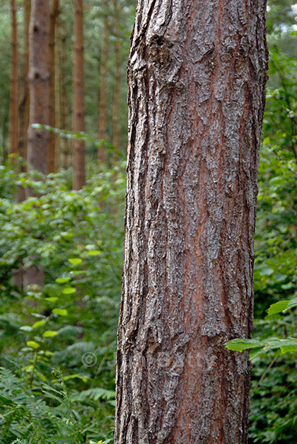 Trunk in a wood Close up of a mid-section conifer tree trunk against an out-of-focus background of dense wood.