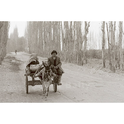 Uighur couple driving their donkey cart down a remote, lombardy poplar lined rural track, Xinjiang, China